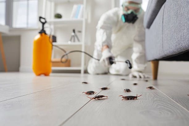 Post-Treatment Bed Bug Interceptor Monitoring in South Dos Palos